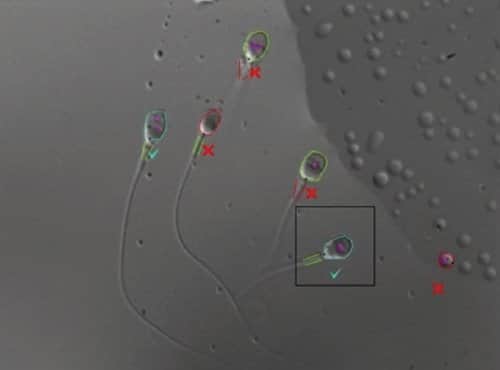 IMSI Strict Morphology
